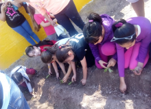 HUERTO JAVIER SEMILLITA